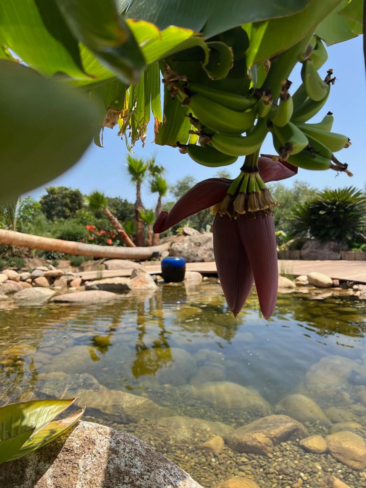 Installation de bassin pour jardin partout en Corse avec Sud Paysages